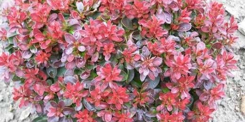 Žutika thunberg bagatelle (bagatelle)